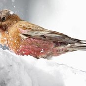 Brown-capped Rosy-Finch